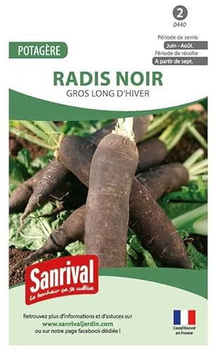 Graines radis noir gros long d'hiver