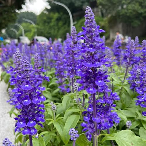 semillas de salvia perenne resistente - jardín balcón 300pcs