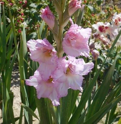 100 graines de fleurs de glaïeul rose fraîches et neuves