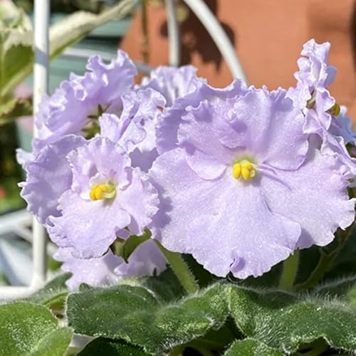 usambaraveilchen pflanzensamen zimmerpflanzen schnittblumen herbstaussaat mehrjährig topfpflanzen blumensamen 500samen