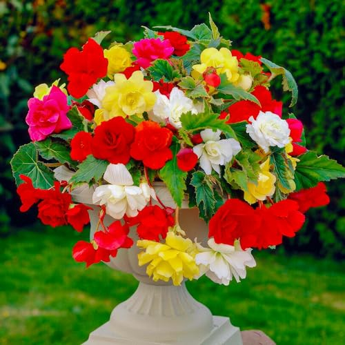 Collection de cascades de bégonias Multicolore, mélange de 5 tubercules de bégonias de Hollande, de vrais grands bégonias (sans graines et non artificiels), vivaces pour pots et balcons.