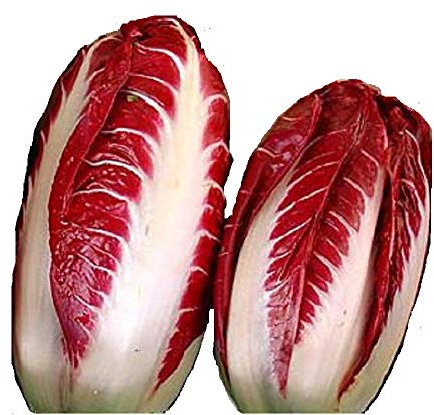 Radicchio Rosso DI Treviso Precoce Semi No OGM Heirloon Gourmet Biologico Confezione da 100 pz