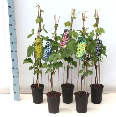 Weintraube 'Vanessa', Vitis vinifera im 3l Topf 80-100cm
