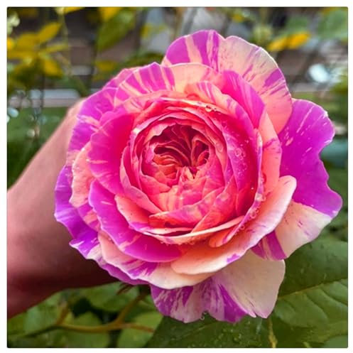 Seltene Rosenpflanze - Strauchrosen, Duftrosen, Hybridrosen, zweifarbige Rosen,Rosengarten - Pflanzen in Top Qualität-1Pflanze-E