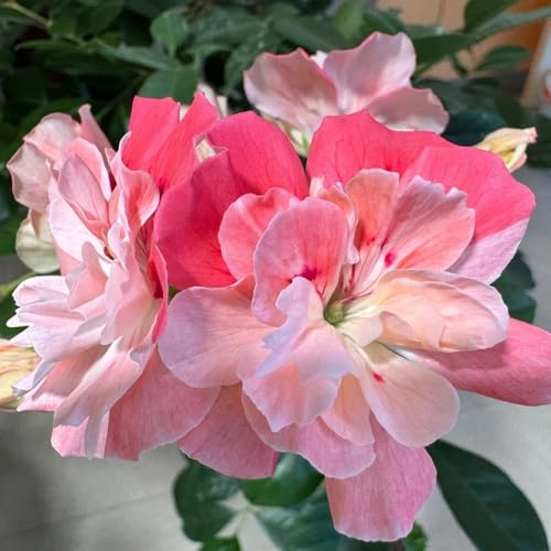 semillas de geranio para lugares soleados geranios pelargonios colgantes de perennes en resistentes Decoración de jardín 350pcs