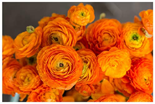 10x Ranunculus Asiaticus Orange Persian Buttercup Spring Summer Flowering Aviv Perennial Garden Bulbs Hardy Corms Size 5/6