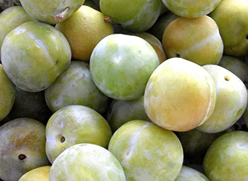 Direct Plants Plums Cambridge Gage Fruit Tree 5ft Tall Supplied in a 7.5 Litre Pot