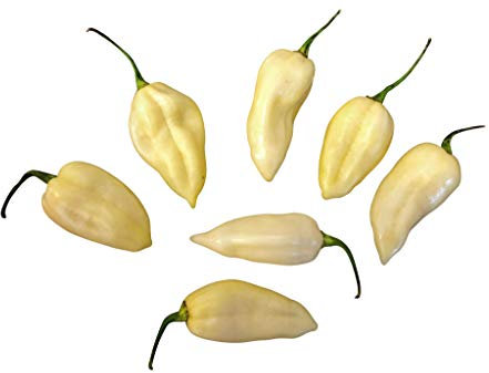 10 semi di semi di peperoncino Fatalii – >, by Samenchilishop – bianco store-