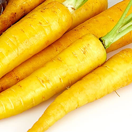 Welldales 50 Carrot Seeds UK Wild Yellowstone Grow Your Own Vegetables Indoors & Outdoors
