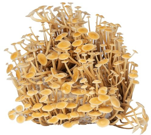 Hawlik Pilzbrut | Bio Enoki Zuchtset - B-Ware - die ersten Pilze befinden sich schon an der Kultur | BIO Enoki Mushroom Pilzkultur für Zuhause | Pilzzucht ohne Vorkenntnisse (B-Ware)