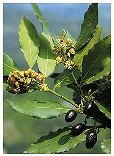 TROPICA - Laurier sauce dit «noble » (Laurus nobilis) - 6 graines