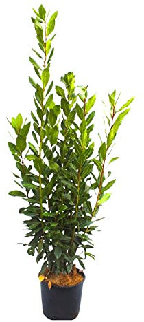 AMDGarden PIANTA di ALLORO DA SIEPE Laurus Nobilis IN VASO DA 20 CM H 70/90 CM FOTO REALE