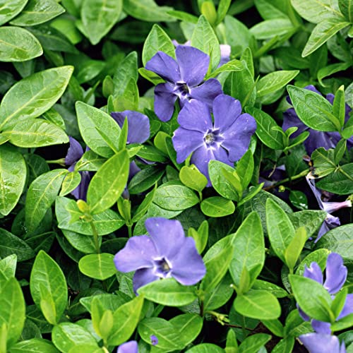 6x Petite pervenche – Vinca minor – Godet 9x9 cm | Vivace rampante, persistante, fleurs bleues