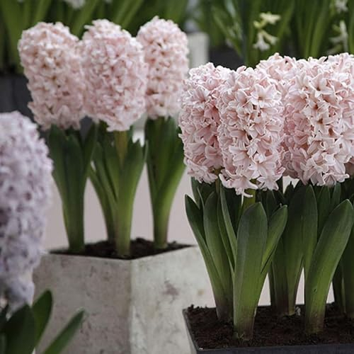 Hyazinthen zwiebeln,winterhart mehrjährig,traubenhyazinthen rot,Hyazinthen zwiebeln winterhart,hyazinthenblüten,hyazinthen duft,hyazinthen rhizome,traubenhyazinthen zwiebeln.-4zwiebeln-H