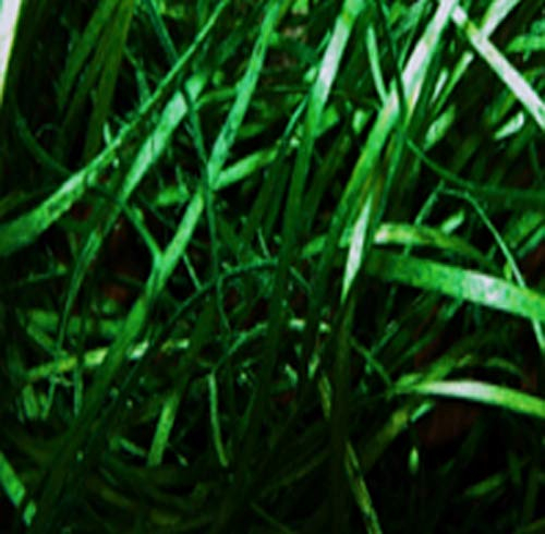 Fashion-Sonderposten Deko Holzwolle Premium Holzwolle Ostergras 30 Gramm, Farbe: Grün