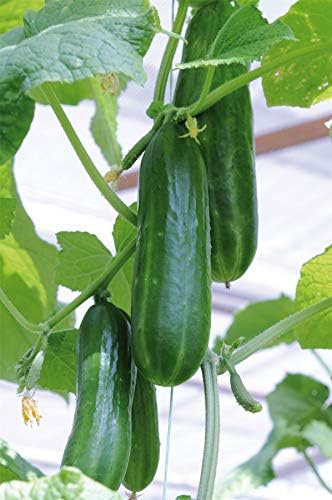 Vegetables - Cucumber - Passandra F1-15 Seed