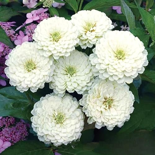 Zinnia Dahlia 'Polar Bear' - 150 Seeds (Zinnia elegans) + Freebie + Plant tag