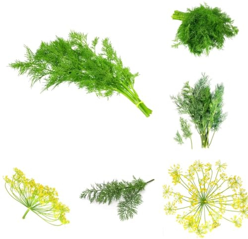 Semi di aneto biologici, Anethum graveolens - semi di rare resistenti per il giardino biologici 400pcs