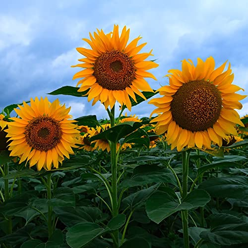 Sonnenblumen Samen Deko Blumen Stauden Winterhart Mehrjährig Kletterpflanzen Winterharte Sonnenblume Pflanzen Für Garten Blumensamen Herbst Deko Sonnenblumensamen 200 Sunflower Saatgut