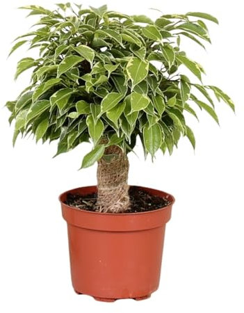 Ficus Benjamina Kinky - 28cm - Ø12cm - Pianta d'appartamento - Sempreverde