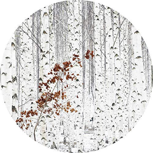 Designwalls 2.0 | White Birch Forest DD119180 | Birkenwald Tapete für Wohnzimmer Wohnzimmer | Vlies Tapete Weiß Grau - 1,4 m x 1,4 m