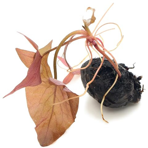 K2AQUA Nymphaea Stellata Bulb Live Aquarium Tropical Plants Aquascaping Fish Tank Bulbs Five Star Lotus Dwarf Lily Plant