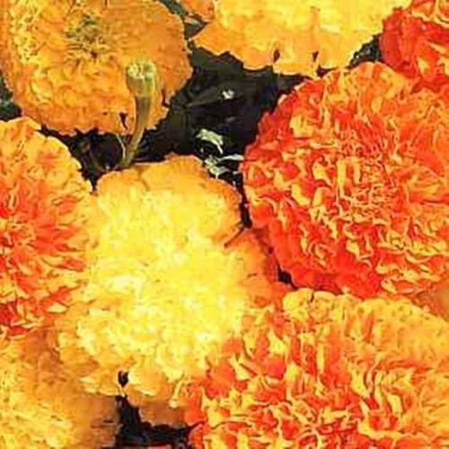50 graines de calendula - Crackerjack African Mix annuel