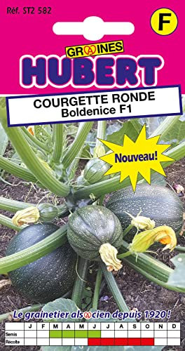 8 Graines de Courgette Ronde Boldenice F1