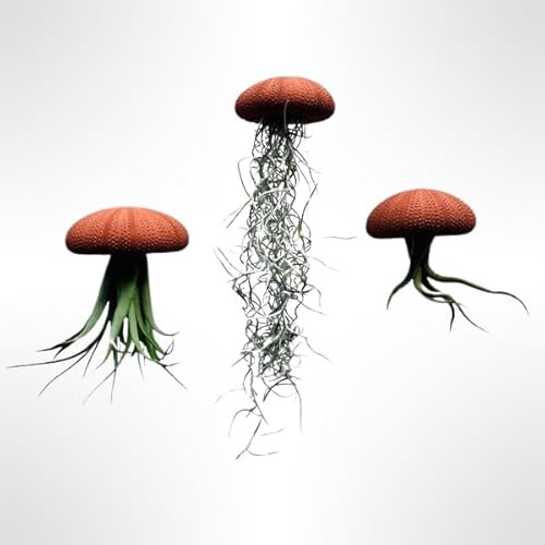 Set de 3 Medusas con Erizos de Mar Terracota Tipo Alfonso y Tillandsias Tonos Tierra – Decoración Colgante Artesanal – Plantas Aéreas Naturales