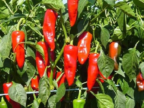 Nouveau Frais 100 pièces piment d'Espelette graines de légumes