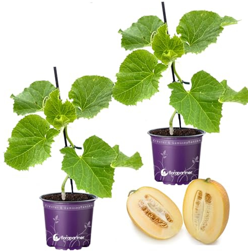 veredelte Zucker-Melone Anasta Melonenpflanze 2er-Set
