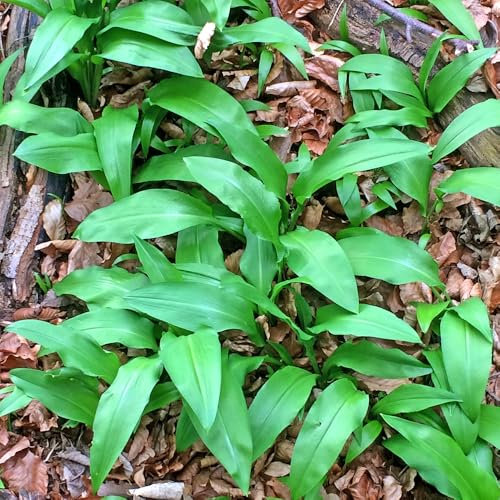 bärlauch pflanzen - samen wildkräuter samen stauden winterhart mehrjährig, winterfeste pflanzen für garten bohnenkraut pflanze samen pflanzendeko zimmerbonsai bonsai blumen samen 60pcs