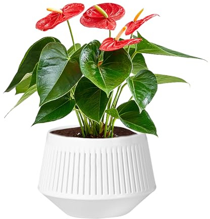 Planta de orchard genérica para replantación, dos capas transpirable, planta de orquídeas, raíz de control para Phalaenopsis y africano, color violeta en para el crecimiento saludable