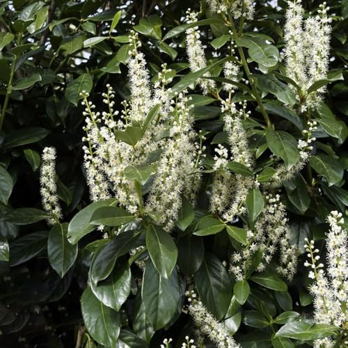 Semillas de laurel cerezo, Prunus laurocerasus, jardín de rocas resistentes Las de laurel cerezo son resistentes, exóticas, 80pcs