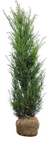 Eiben ‚Taxus baccata‘ – Heckenpflanze – Auswahl der Höhe 60–225 cm – immergrün & robust – ideal für dichte Hecken und Sichtschutz (Variante 120-140cm)