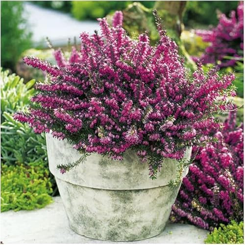 GrowOn Shrubs [x4] Heather Erica x Darleyensis 'Kramers Red' | Multi-Pack | Evergreen Shrubs | Outdoor Garden Ready Plants | Winter to Spring Flowering | Deep Magenta Flowers