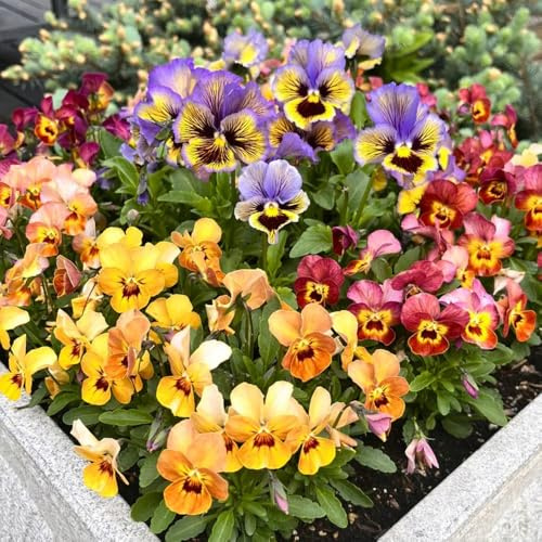 stiefmütterchensamen, hochbeet stiefmütterchen, blumendeko für sonnige plätze blumenbeet 50pcs