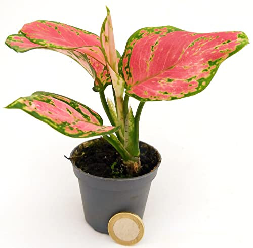 POWERS TO FLOWERS - AGLAONEMA PINK PRINCESS MINI IDEALE PER TERRARIUM, VASO 5,5cm, pianta vera
