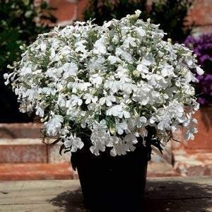 Potseed Männertreu Riviera Bianco 500 Semi