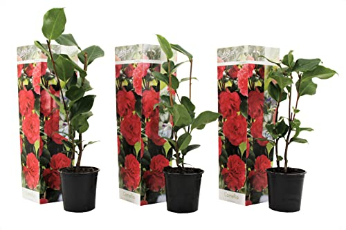 Plant in a Box - Camellia japonica 'Lady Campbell' - Rouge - Set de 3 - Roses japonaises - Pot 9cm - Hauteur 25-40cm