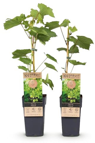 GreenboutiQ - Plante à fruits - Raisin Blanc - Vitis vinifera Himrod - Sans pépins - 2 plantes - Pot 15cm Hauteur 50cm