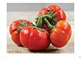 Graines D'Aubergine Goyo Kumba - Idéales Pour Les Massifs De Fleurs Et Les Potagers D'Afrique Paquet De 100 Graines