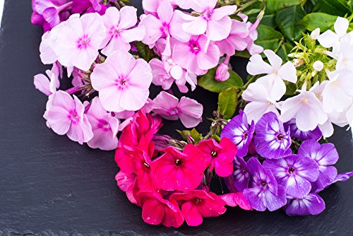 Flammenblume, Phlox 'Globe Beauty 50 Samen
