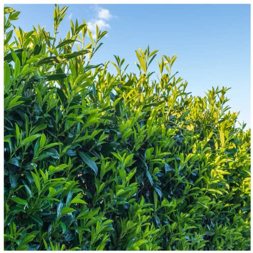 F&G Supplies 20 Cherry Laurel 2-3ft Multi-Stemmed Prunus Rotundifolia, Evergreen Hedging
