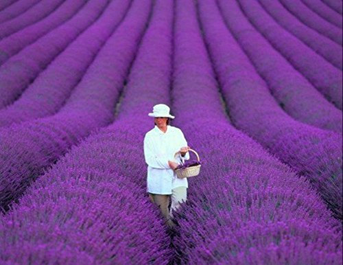 Romantic 200 Provenza francese lavanda semi molto profumato