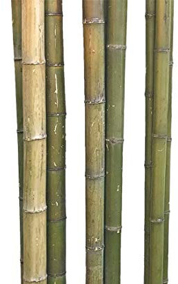 Cannes moso brut nature à jaune marron comparatifs. env. 6 à 7 cm, longueur : env. 180 cm