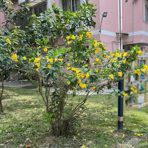 10 pcs oleander samen pflanzen garten oleander pflanzen winterhart gartenpflanzen winterhart mehrjährig blumensamen mehrjährig winterhart topfpflanzen bonsai samen blumenwiese balkonpflanzen