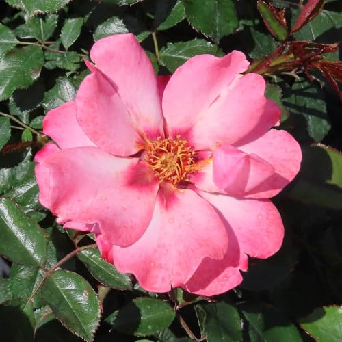 YouGarden Harkness Roses Patricia's Rose, 4 Litre Potted Shrub, Creamy Peach Ruby Eye, Ready To Plant, Garden Colour