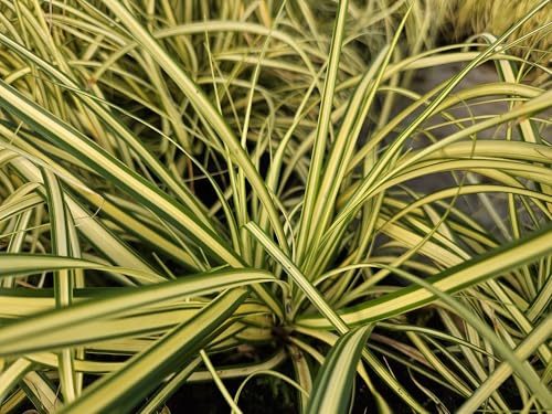 Carex oshimensis 'Egoldd' – 24 plantas – 10 – 25 cm – Ø 9 cm – Hierba ornamental resistente – follaje verde dorado – Fácil de limpiar – Para zonas sombreadas