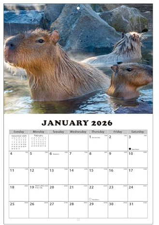 Yulokdwi Calendario De 13 Meses 2026-2027 De Pared | Planificador Temático De Capibara Con Bloques Grandes Rayados - Calendario de Pared 13 Meses Enero 2026 con Fechas Julianas | Para Uso en Casa